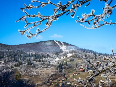 Ağaçlar ve karla kaplı güzel kış manzarası