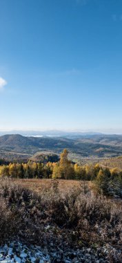 Güneşli bir günde bir sonbahar ormanının dikey görüntüsü.