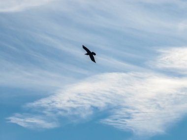 Martı bulutlu mavi gökyüzünün arka planında uçar..