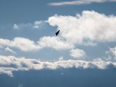 gökyüzünde uçan siyah uçurtma