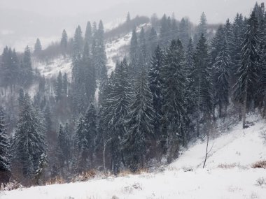 Kış mevsiminde karlı orman. Dağlardaki güzel kış manzarası.