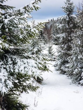 Soğuk bir kış sabahı, karlı bir orman