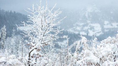 Kışın karla kaplı çam ormanı