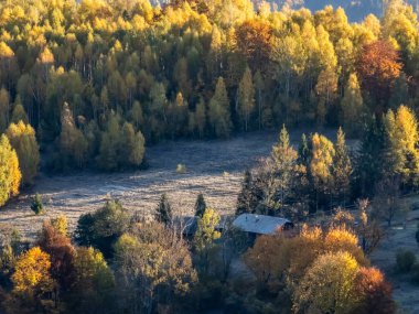 Ağaçlar ve ormanlarla dolu güzel sonbahar manzarası