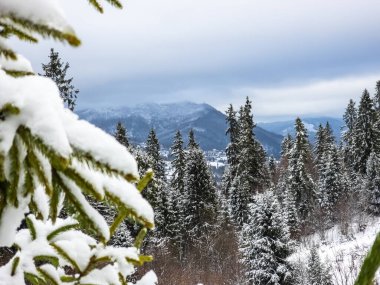 Dağlarda karla kaplı ağaçlar...