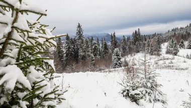 Karla kaplı ağaçlarla kaplı güzel kış manzarası
