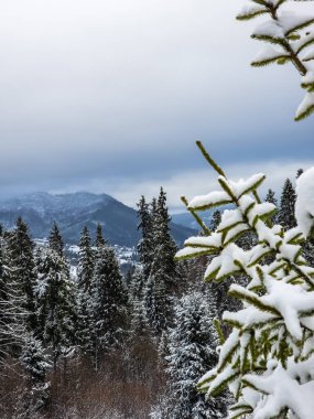 Karla kaplı ağaçlarla kaplı güzel kış manzarası