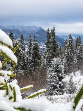 Güzel kış manzarası Karlı ağaçlar ve ormanlar