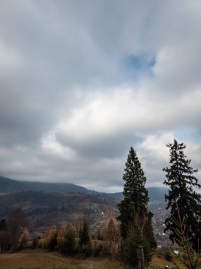 Dağlardaki ağaçların güzel bir görüntüsü.