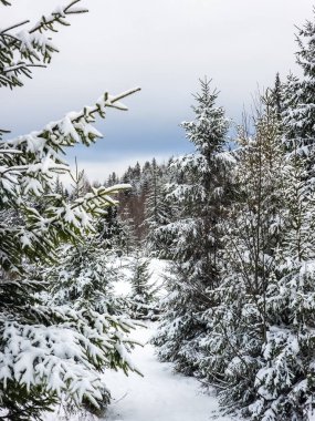 Ormanda karla kaplı ağaçlar
