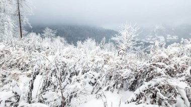 Ormanda karla kaplı ağaçlar. kış arkaplanı.