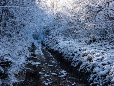 Karla kaplı ağaçlarla kaplı kış manzarası