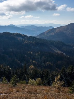 bir dağ yamacında sonbahar orman
