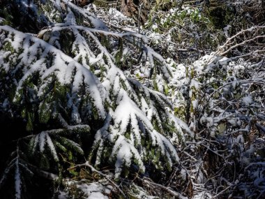 Ormanda kış. kar - ağaçlarla kaplı