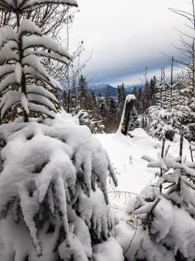 Karlı dağ ormanlarına güzel manzara Köknar ağaçları ve karla kaplı.