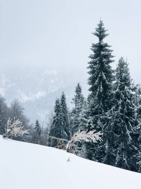 Köknar ağaçları ve karla kaplı kış manzarası