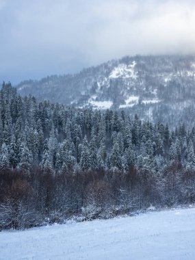Karla kaplı ağaçlarla kaplı kış manzarası
