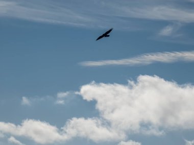 Mavi gökyüzüne uçan siyah uçurtma.