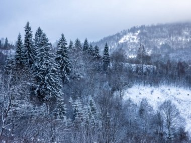 Kar - kış ormanlarında ağaçlarla kaplı.