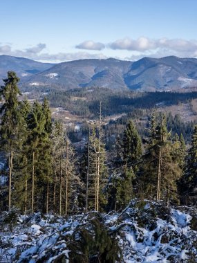 Ağaçlar ve karla kaplı kış manzarası