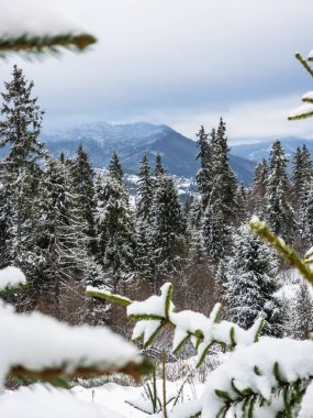 snow covered pine tree in winter forest