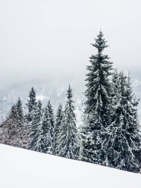 Karlı orman ve kışın dağları