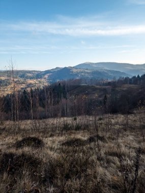 Güneşli bir günde ağaçların ve dağların olduğu güzel bir orman manzarası.