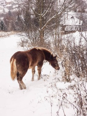 Karda güzel bir at.
