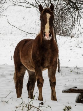 Kışın tarlada bir at