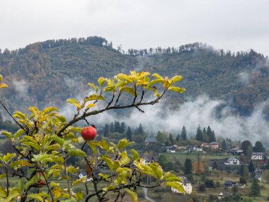 Arkasında meyveler olan elma ağacı.