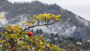 Sonbaharda kırmızı yapraklı elma ağacı dalları