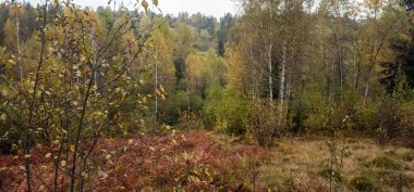 Dağlarda sonbahar ormanı