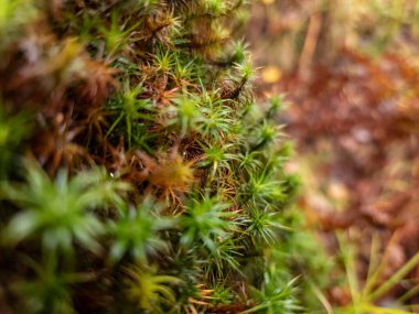 Ağaçtaki yosunları yakın plan çek..