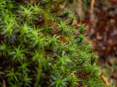 Arka planda yosun olan güzel yeşil çimenler.