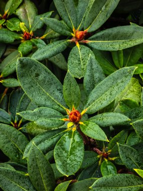 Ormandaki yeşil yaprakların yakın çekimi.