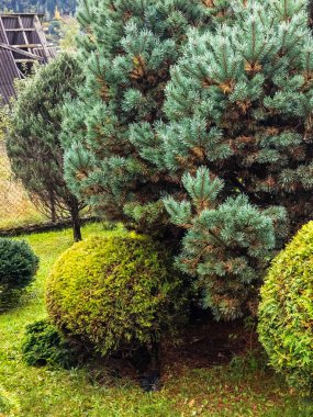 Yeşil çimenleri ve çalıları olan güzel bir bahçe..