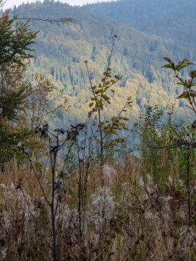 Ağaçlarla, Slovakya 'yla sonbahar manzarası