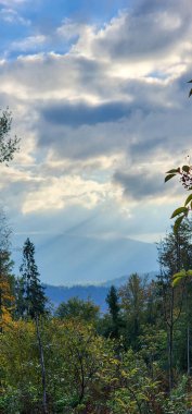 Ağaçlar ve yapraklarla dolu sonbahar manzarası