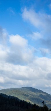 Ormanın güzel manzarası