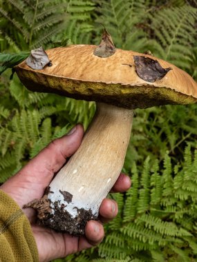 Yeşil yosun arka planında büyük beyaz bir mantar. Sonbahar mevsimi konsepti