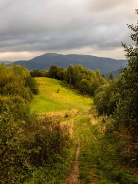 Bulutlu bir günde yeşil bir orman