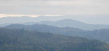 Dağlardaki bir ormanın dikey görüntüsü.