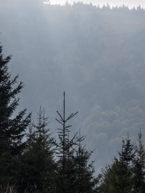 Ağaçları ve dağları olan sonbahar ormanı