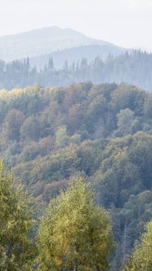 Ağaçlar ve yapraklarla dolu güzel sonbahar manzarası