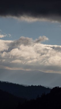 Bir ağacın üzerindeki bulutlu gökyüzünün dikey görüntüsü.