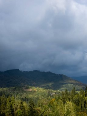 Ormanın güzel manzarası