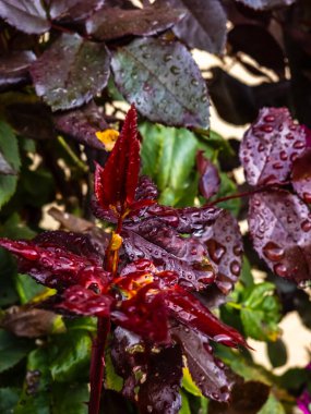 Bahçedeki güzel kırmızı çiçek