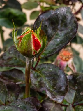 Damlalı kırmızı gül