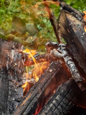 Ormandaki bir ağaçta alevler