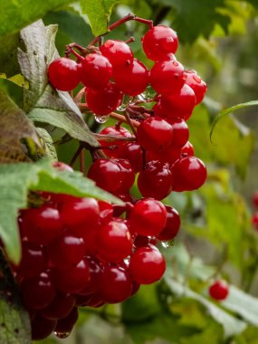 Bahçede kırmızı frenk üzümünün yakın plan çekimi.